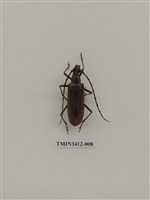 藏品(單條深山天牛)的圖片